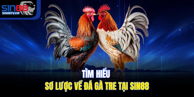 Tìm hiểu sơ lược về đá gà tre tại Sin88